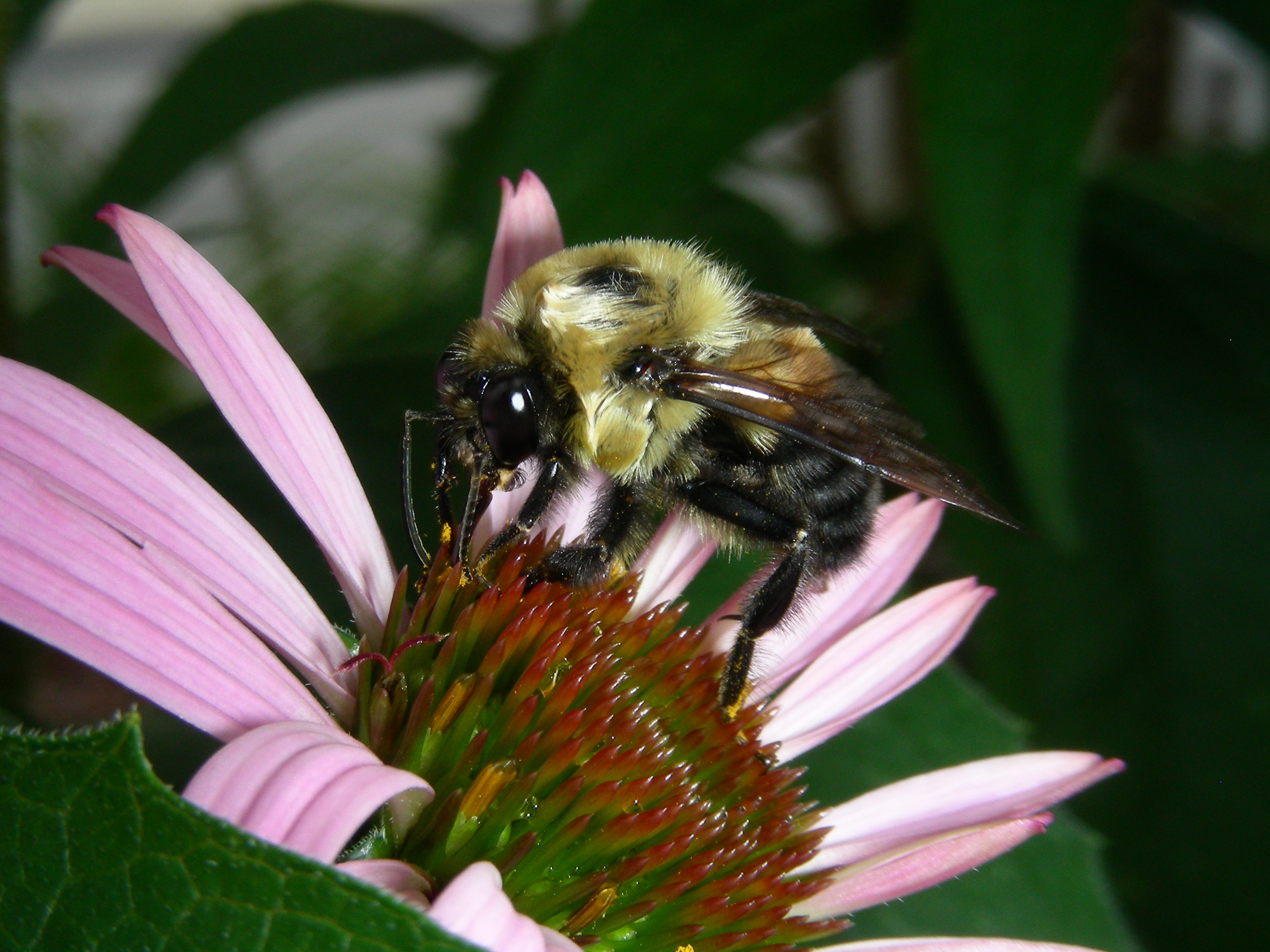 bee in flower