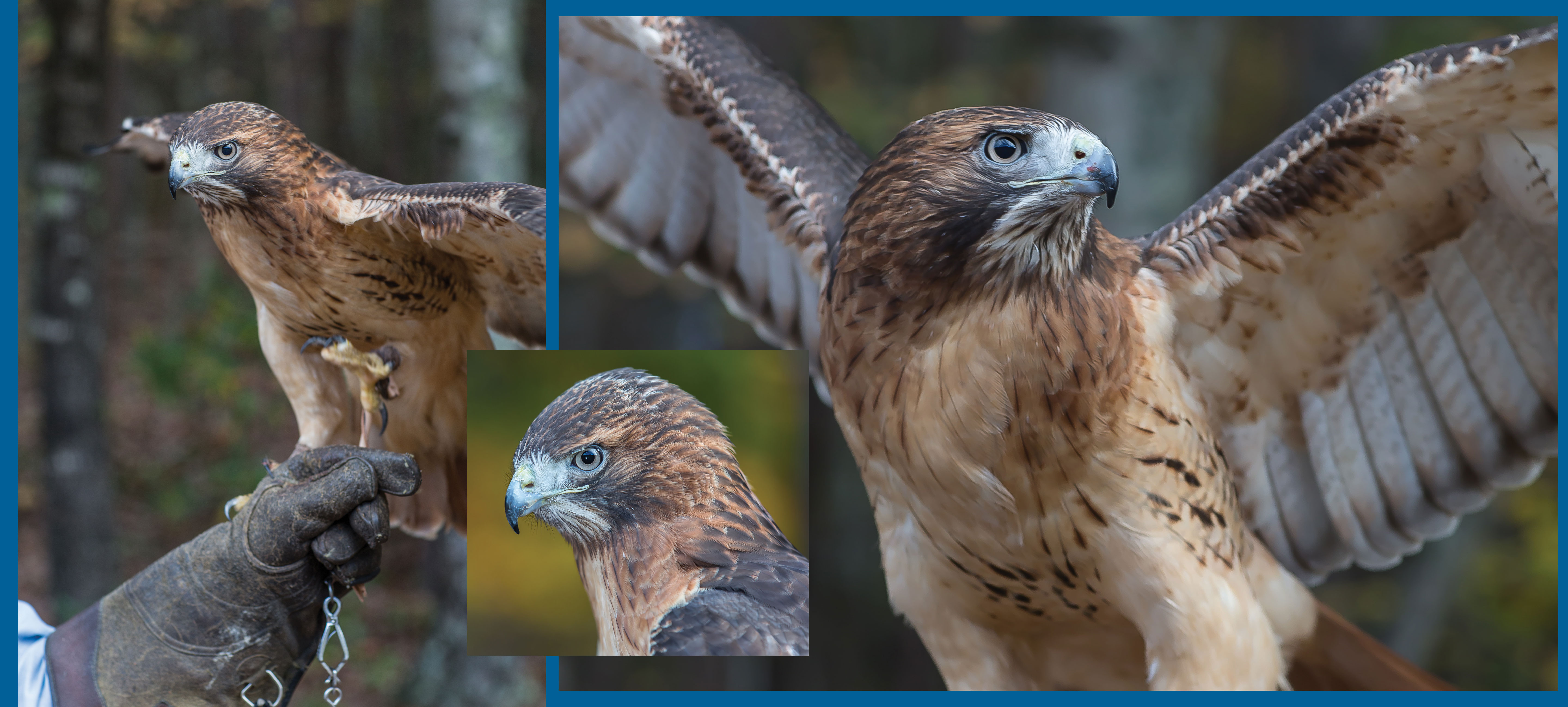 student's hawk